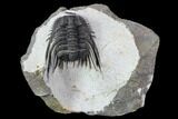 Large, Spiny Leonaspis Trilobite - Morocco #108207-1